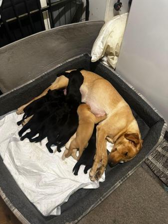 Image 5 of Labrador retriever puppies for sale