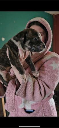Image 1 of 8 week old Serbien mastiff puppies