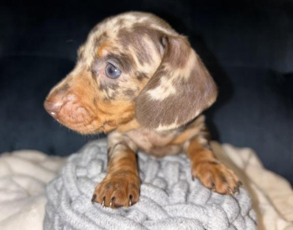 Image 5 of KC Registered Miniature Dachshund puppies.