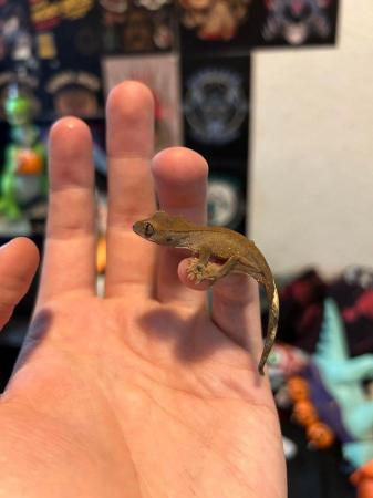 Image 3 of Crested Gecko babies, different morphs