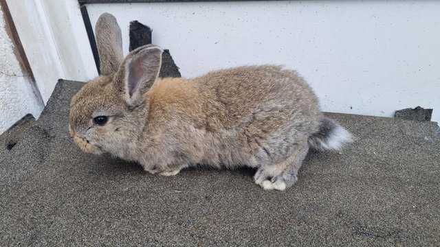 Image 5 of 2 eight week old female rabbits