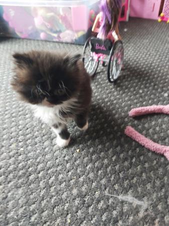 Image 1 of Reduced Last 1 Persian kittens raised family home