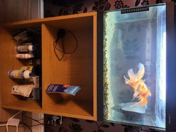 Image 4 of Aquarium with 2 Goldfish and all extras