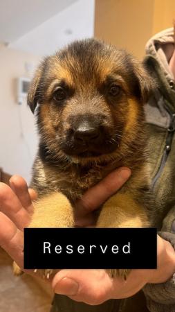 Image 10 of 7 gorgeous German shepherd puppies for sale.