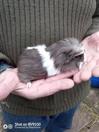 Image 1 of Sheltie guinea pig available