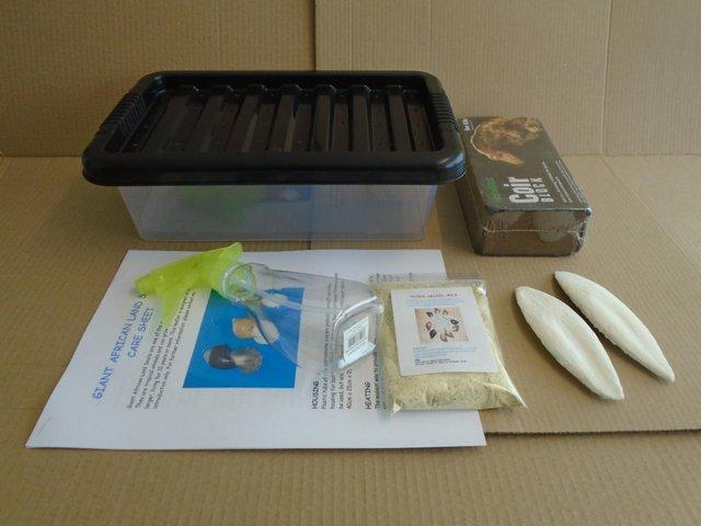 Preview of the first image of GIANT AFRICAN LAND SNAIL STARTER KIT..