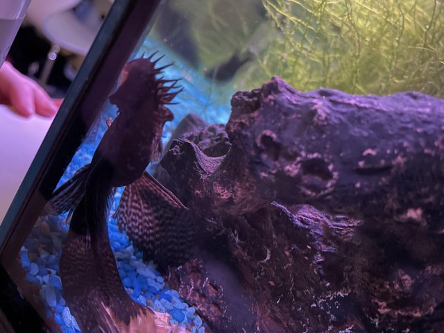 Preview of the first image of 3-4 year old male pleco..