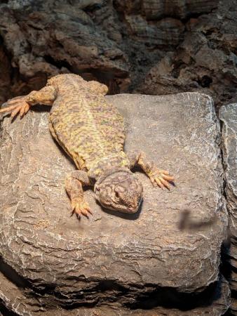 Image 8 of UROMASTYX + FULL SETUP FOR SALE