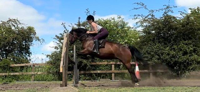 Image 2 of Welsh Section C Showjumping pony