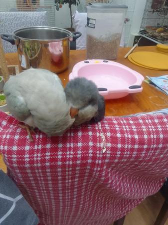 Image 5 of DNA tested baby Quaker parrots looking for loving homes