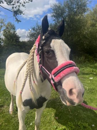 Image 1 of 3 year old cob mare for sale