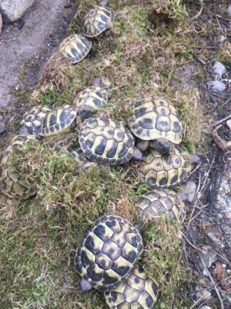 Image 3 of Baby Hermanns tortoises for sale