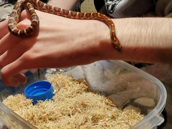 Image 3 of 10 month old corn snake