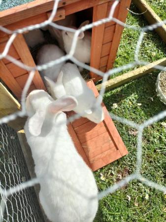 Image 2 of New Zealand White rabbits Last one