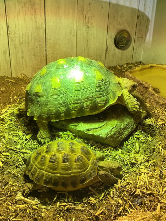 Preview of the first image of Sulcata Tortoise and a Horsefield tortoise.
