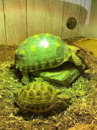 Image 1 of Sulcata Tortoise and a Horsefield tortoise