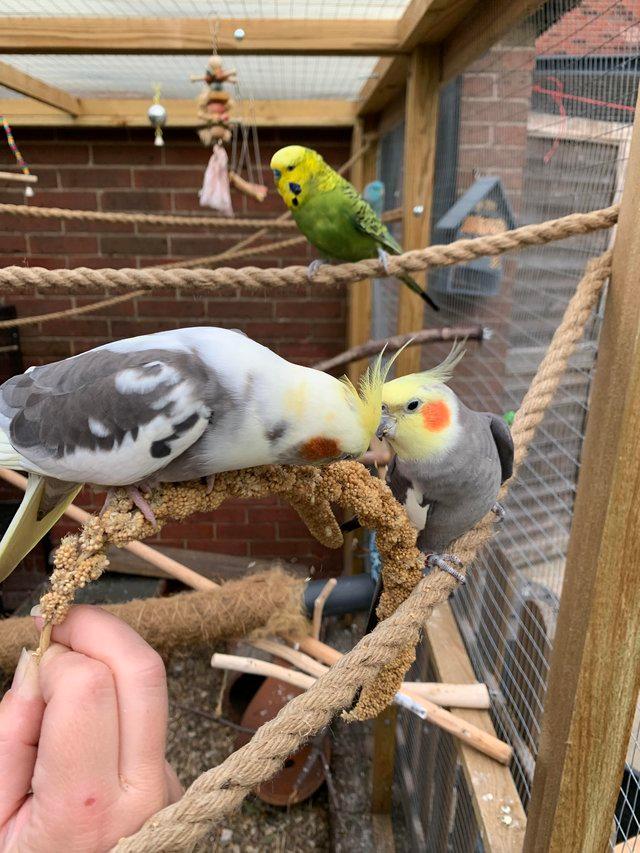 Preview of the first image of Pet and Aviary birds taken in.