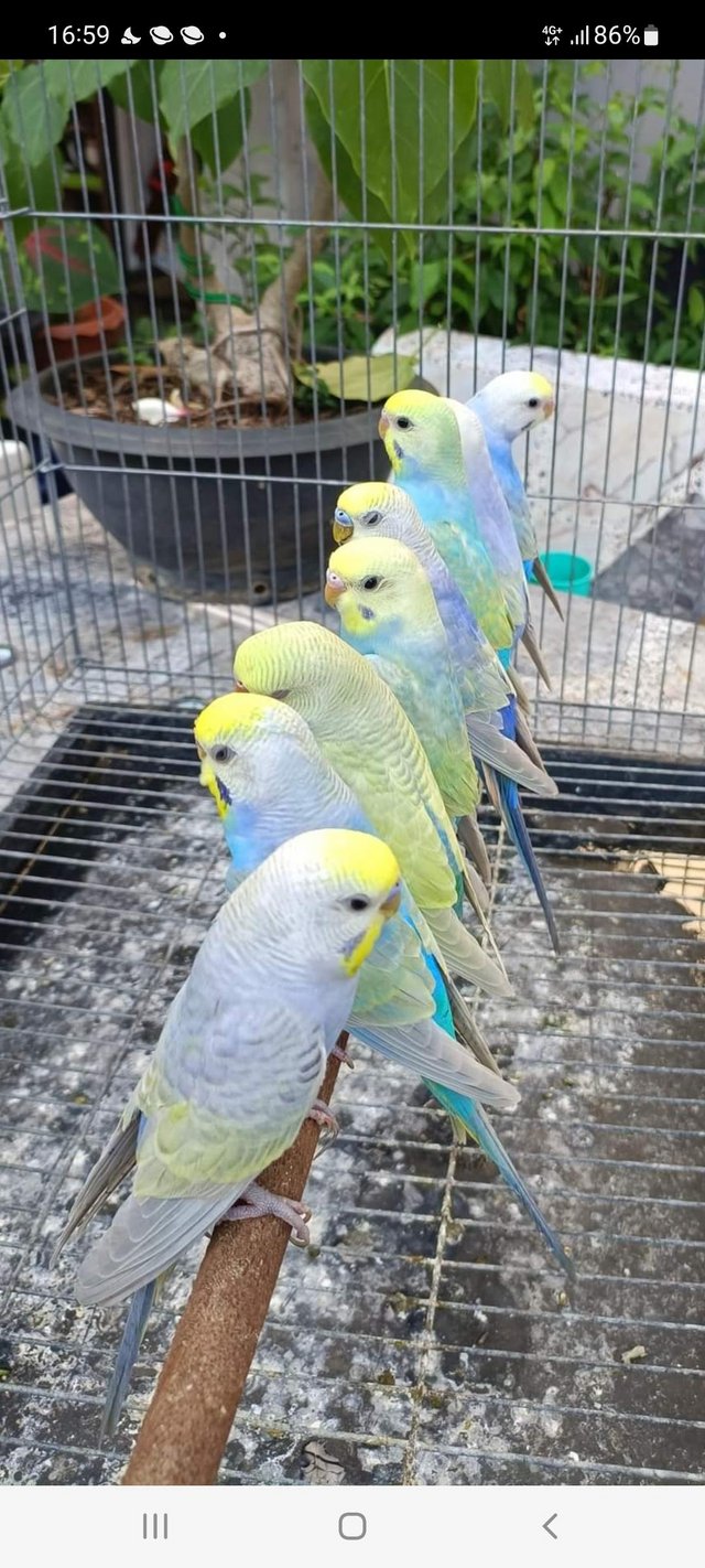 Preview of the first image of Budgies for Sale Birmingham.