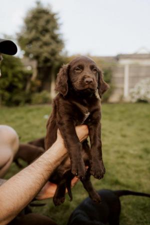 Image 16 of Retriever spaniel mix puppies available from 9 weeks