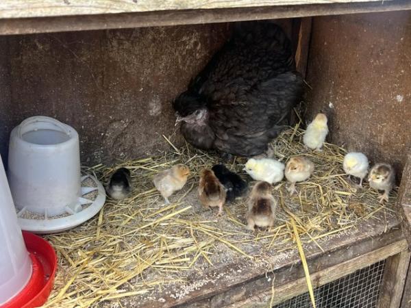 Image 1 of Nacked neck mum with 11 chicks for sale