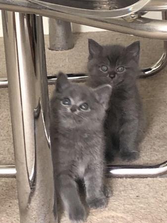 Image 6 of Beautiful Five Kittens for sale