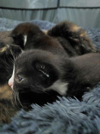Image 4 of Kittens looking for 5* forever homes