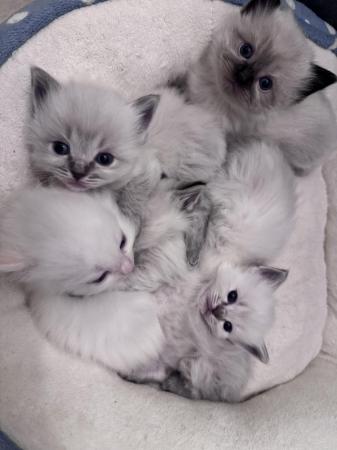 Image 4 of Last 2 GCCF pedigree Ragdoll kittens available