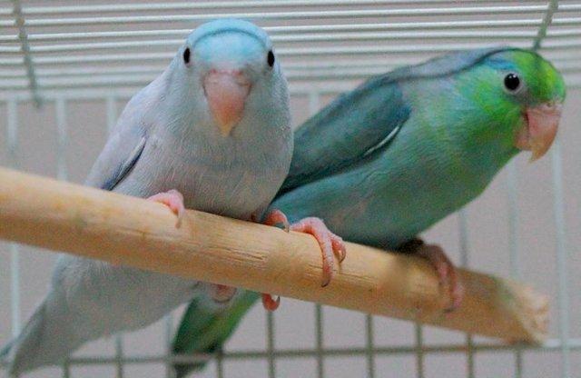 Preview of the first image of Parrotlet pairs 12month plus wanted.