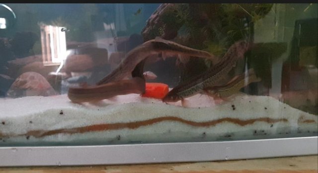 Image 3 of 5 x  4 month old Weather loaches