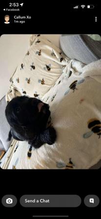 Image 3 of Black Male Cocker Spaniel Puppies