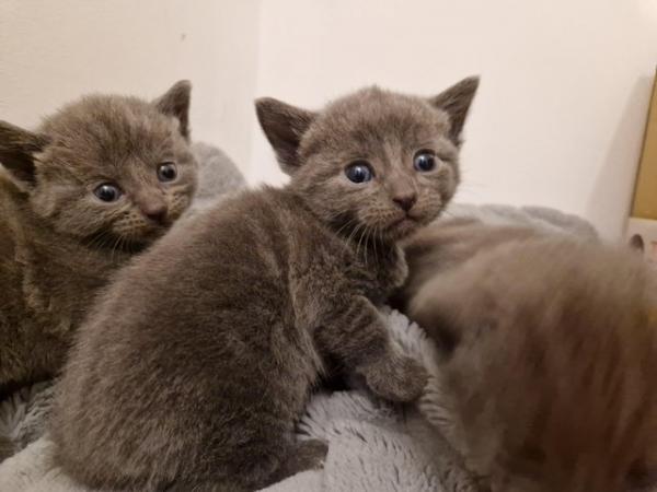 Image 16 of Russian blue Cross kittens