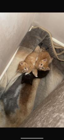 Image 11 of Fluffy ginger kittens and 1 black and white