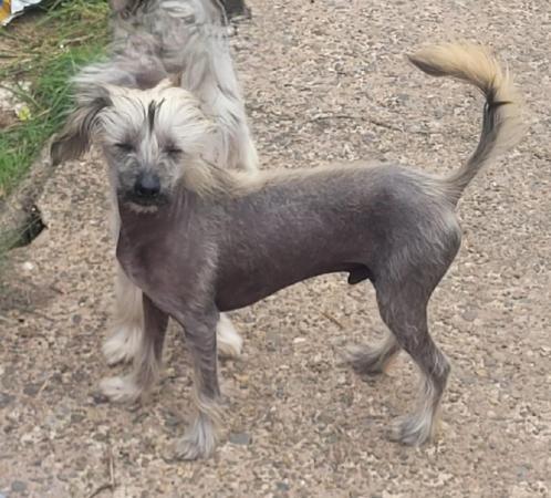 Image 14 of Male 6 Month Chinese Crested