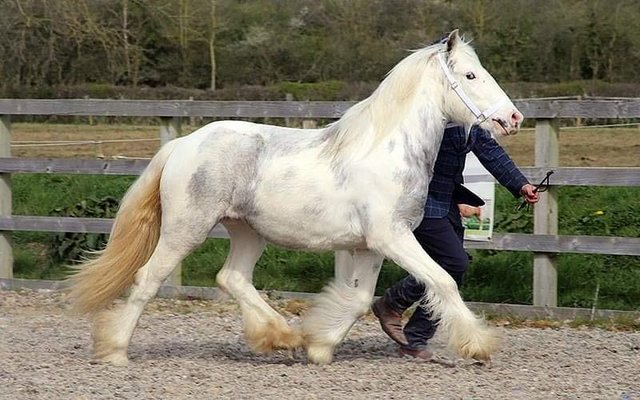 Image 2 of Beautiful blue and white mare
