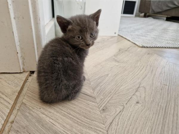 Image 3 of 3 beautiful grey kittens for sale