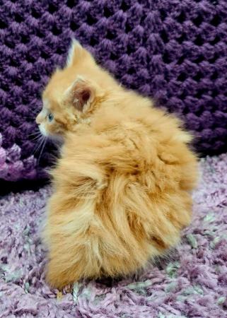 Image 6 of Maine Coon Kittens ONE GIRL LEFT!