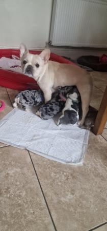 Image 7 of 8 week old french bulldog pups