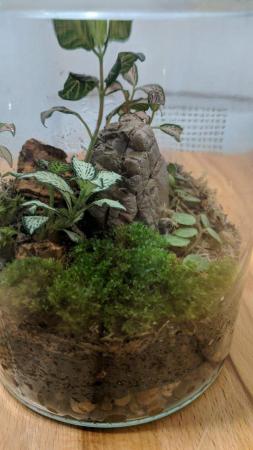 Image 1 of Glass Jar Terrarium with Fittonias Moss and Peperomia