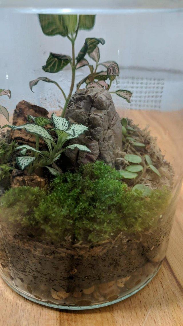 Preview of the first image of Glass Jar Terrarium with Fittonias Moss and Peperomia.