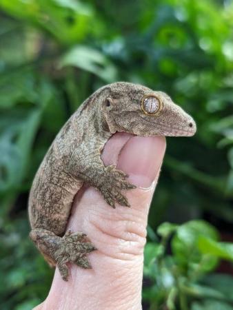 Image 3 of Giant New Caledonia Gecko- Rhacodactylus leachianus henkeli
