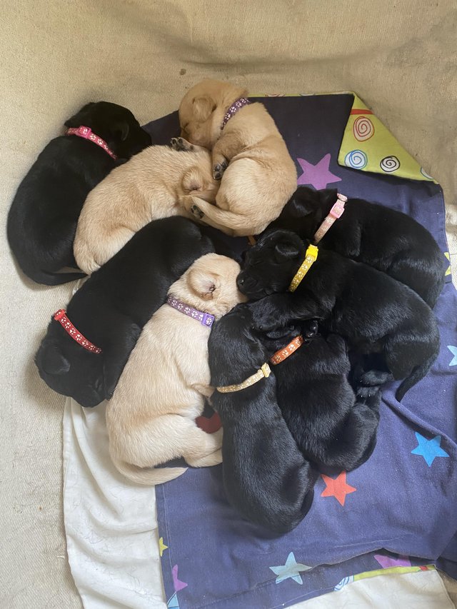 Preview of the first image of K c registered Labrador puppies available boys and girls.