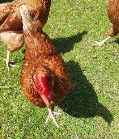Image 2 of Point of lay Goldlines Hens