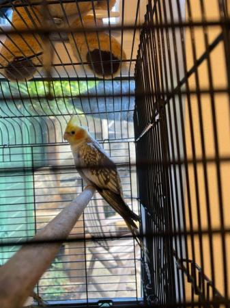 Image 5 of Cockatiels/ males £45.each with cage.