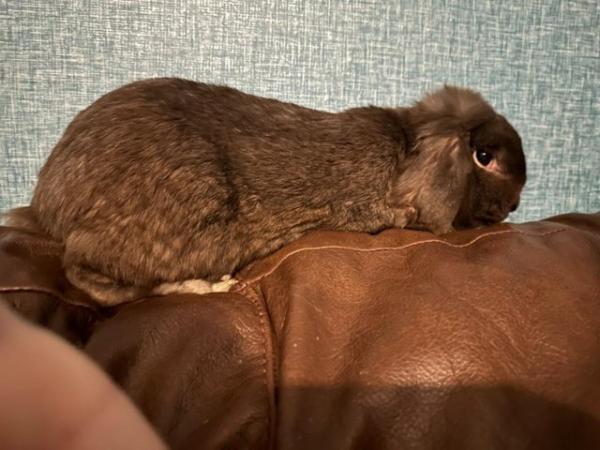 Image 8 of Lop ear bunnies ready to be reserved