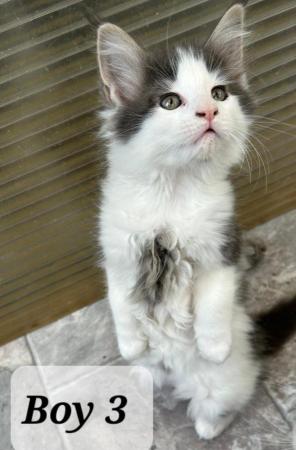Image 4 of *1 KITTEN LEFT* Pedigree Maine Coon Kitten for sale