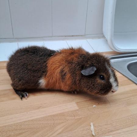 Image 4 of 6 month Old Male Teddy Guineapigs