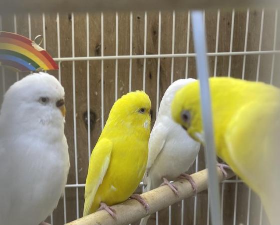 Image 6 of Adult Budgies for sale m&f