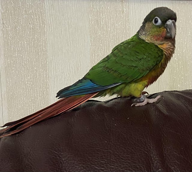 Preview of the first image of Take and cheeky Conure and cage.