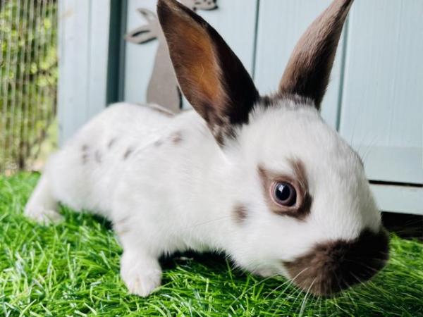Image 1 of English spot rabbits - chocolate