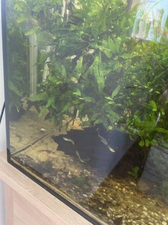 Image 5 of Guppies, tiny snails, plants, and tank